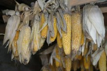 Cobs / ***