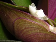 Birth ... / ***