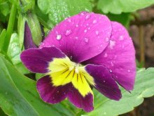 violet wet:) / ***