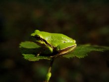 Tree-frog / ***