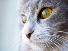Reflection of her eyes ... / ***