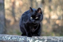 almost panther / ***