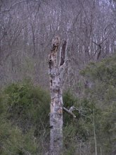 Crocodile wood / ***