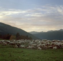 Alpine meadows / ***