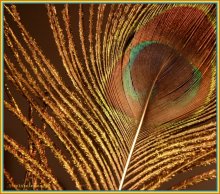 ... Feathers ... / ***
