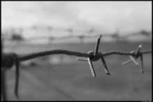 freedom / ***