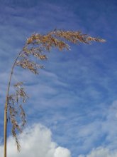 lonely in the sky ... / ***
