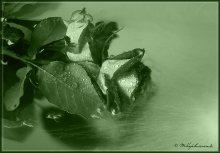 Roses In Green / ***