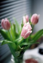 Spring on the windowsill / ***