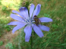 knapweed and fly / ***