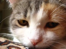 kosha / ***