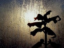 morning in the window / ***