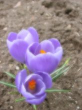 Crocuses / ***