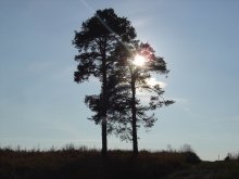 Sun through the pine needles and pine / ***