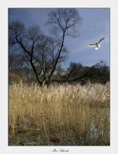 Nonfictional Jonathan Seagull, who lives in each of us / ***