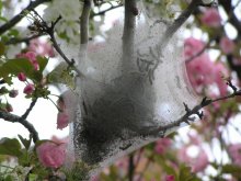 Pests / ***