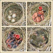 20 days in the nest / ***