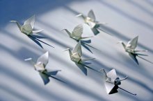 Spring migration to the north / ***