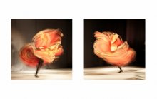full-blown flower / ***
