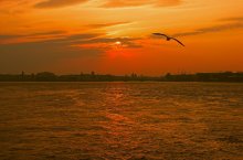 copper sunset ... / ***