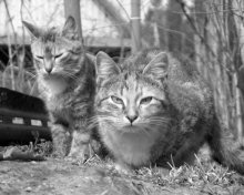 family / ***