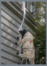 cow / ***