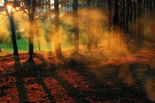 bonfires ... / ***