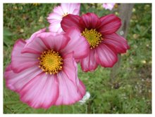 Little flowers / ***