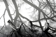 About trees and their reflection / ***