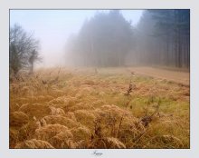 Foggy... / ***