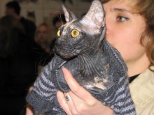cat / ***