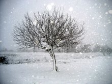 April snow / ***