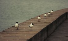 On the bird / ***