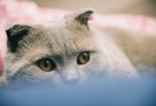 About dreams of high .. About Whiskas. O. / ***