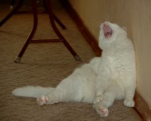 napilasya I'm drunk .... / ***