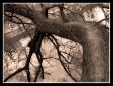 Path 2 / ***
