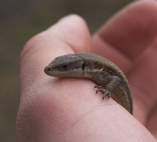 little dinosaur / ***