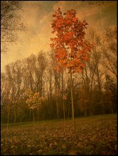 Autumn / ***