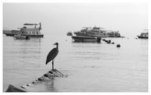 Cranes flew / ***
