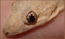 lizard / ***
