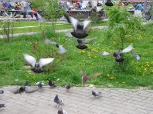 pigeons pigeons / ***