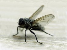 fly (brachycera) / ***