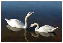 May I have your wings! / ***