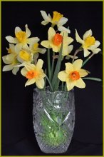 Narcissuses / ***