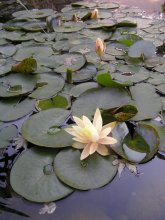 VAevskie lily / ***