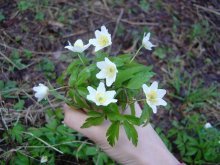 White snowdrops / ***