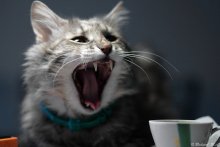 And who drank from my cup?? / ***