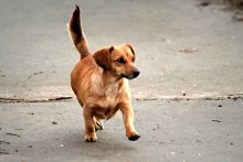 Walk / ***