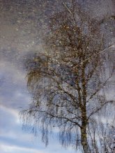 Birke im Wasser / ***