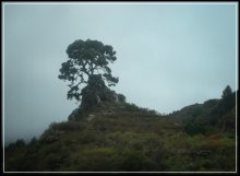 Sapling / ***
